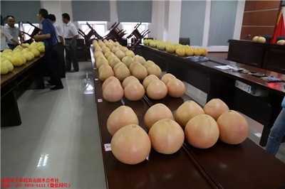 長樂大三紅柚子果苗批發(fā)與市場(chǎng)潛力分析