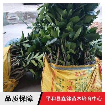 鑫錦純正蜜柚苗供應與批發(fā)指南 紅心柚、三紅蜜柚、黃金蜜柚樹苗選購全解析