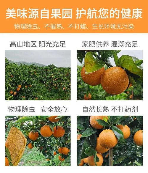 湖南秭歸夏橙與柚子，新鮮果香直送您家